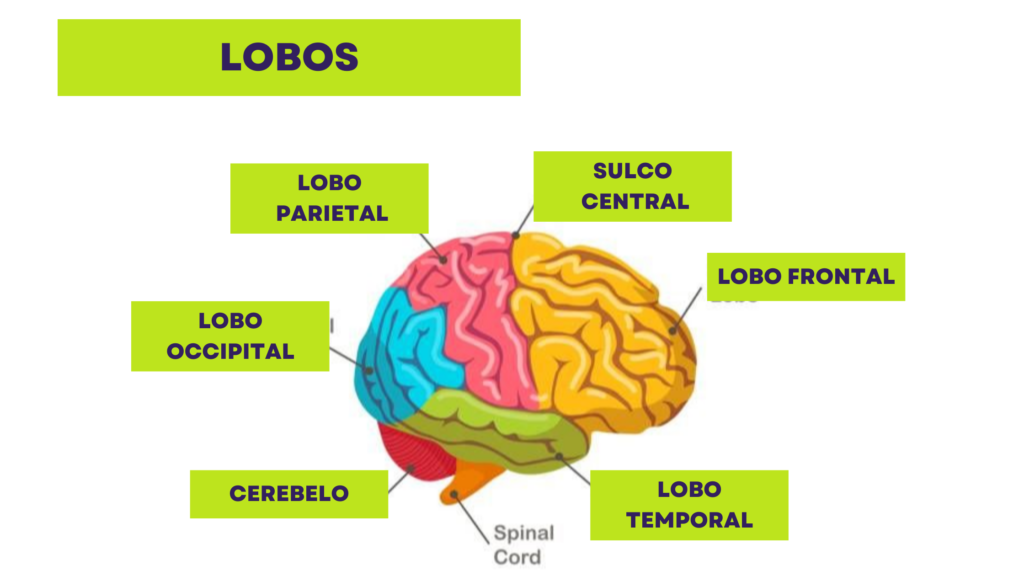 lobos cerebrais