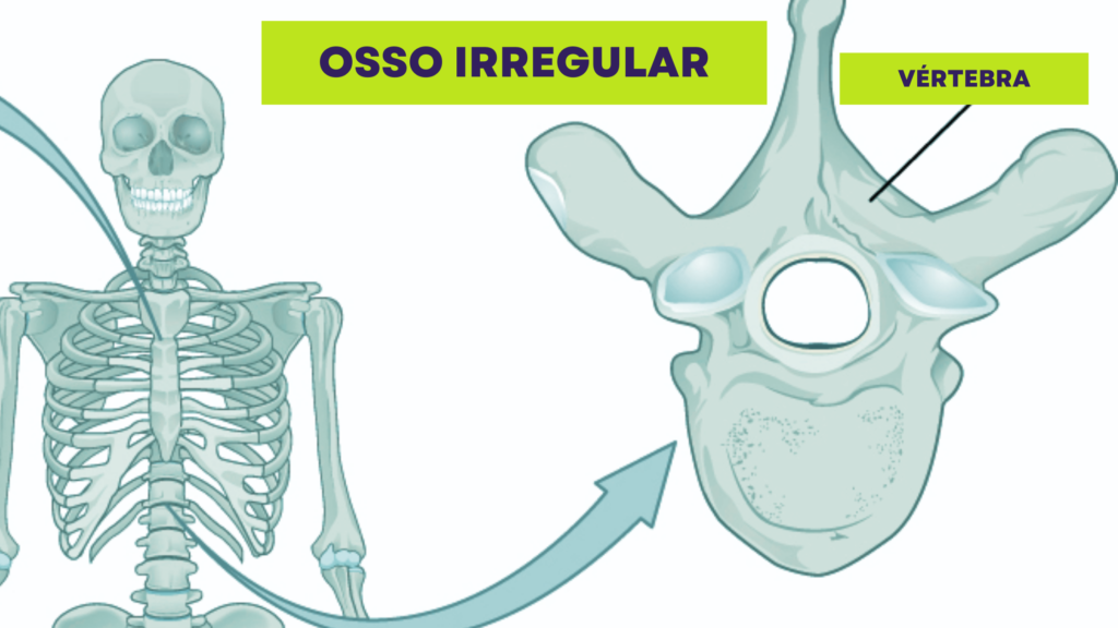 Ossos Irregulares - vértebra (exemplo)