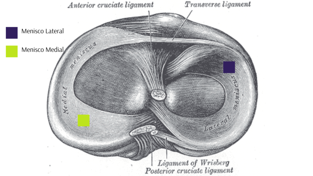 Menisco lateral e medial - dor no joelho