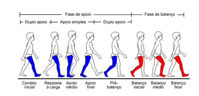 Fases da Marcha Humana - Créditos: VAUGHAN et al. (1992) adptado por Bruxel (2010)