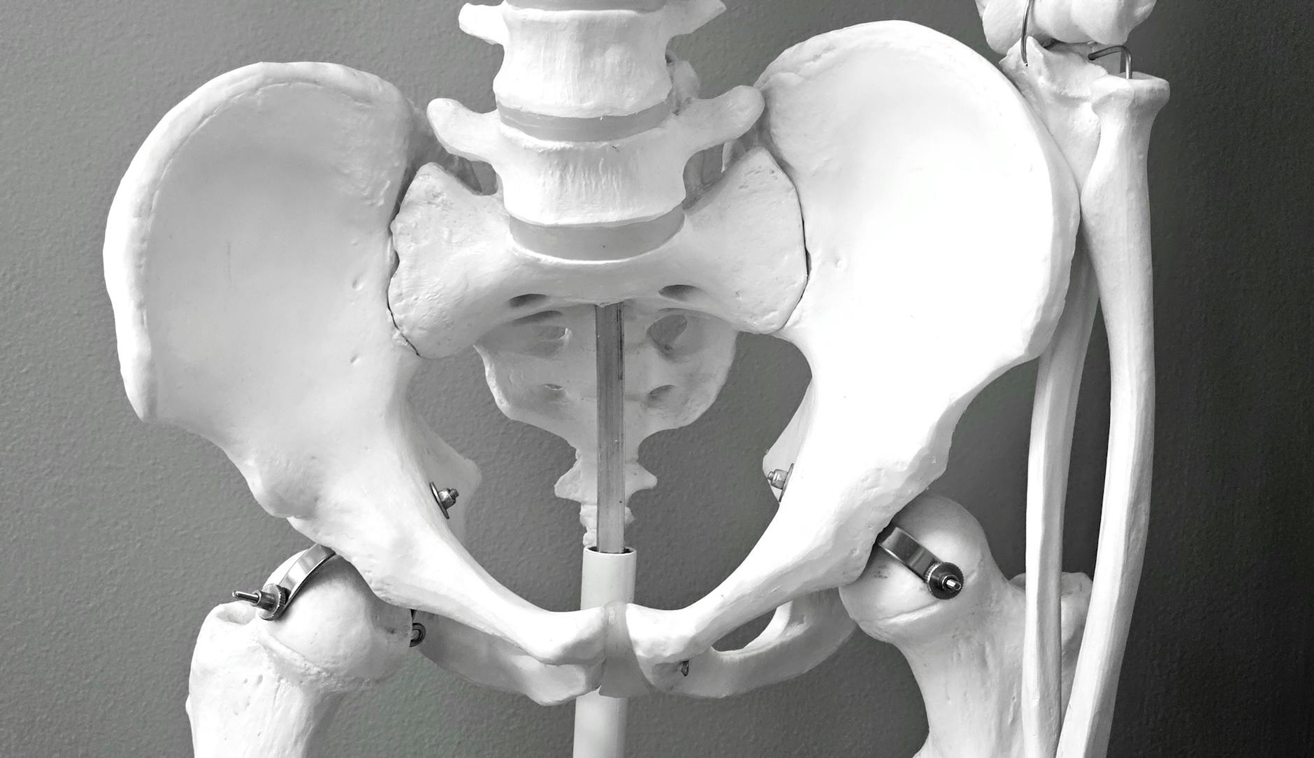 a black and white photo of a human skeleton
